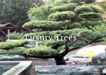 bonsai-im-garten-495x400
