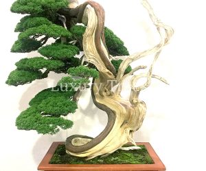 die-schoensten-und-aeltesten-bonsai-der-welt-1-1