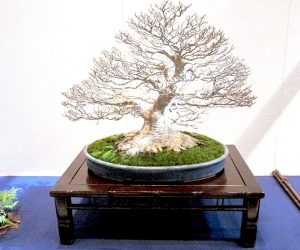 die-schoensten-und-aeltesten-bonsai-der-welt-2