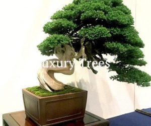 die-schoensten-und-aeltesten-bonsai-der-welt-495x400