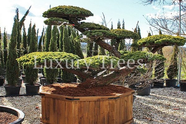 gartenbonsai-garten-bonsai-2 gartenbonsai-garten-bonsai-2