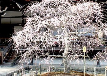gartendesign-modern-exklusives-gartendesign-10-495x400