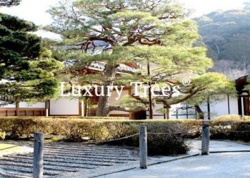 gartendesign-modern-exklusives-gartendesign-12-495x400