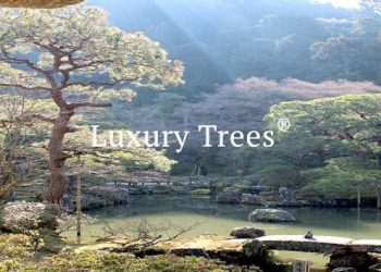 gartendesign-modern-exklusives-gartendesign-13-495x400