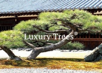 gartendesign-modern-exklusives-gartendesign-15-495x400