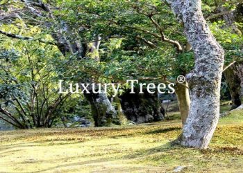 gartendesign-modern-exklusives-gartendesign-16-495x400
