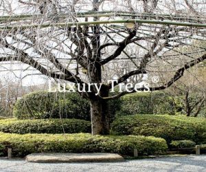 gartendesign-modern-exklusives-gartendesign-3-495x400