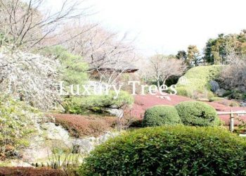 japanischer-garten-japanische-gaerten-exklusiver-japanischer-garten-japanischer-garten-gestalten-lassen-6