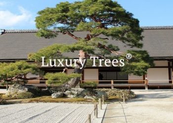 gartendesign-modern-exklusives-gartendesign-8-495x400