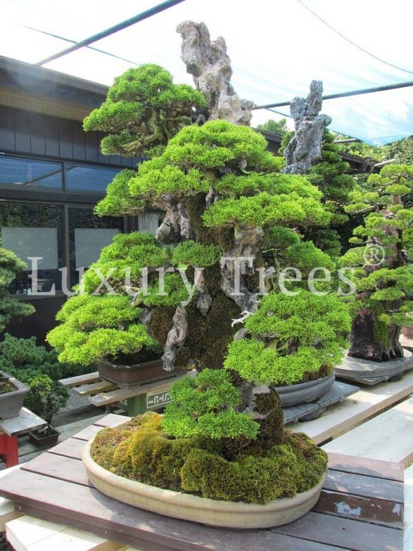 juniperus-auf-fels juniperus-auf-fels