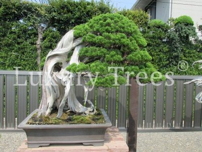 juniperus-bonsai-meisterwerk