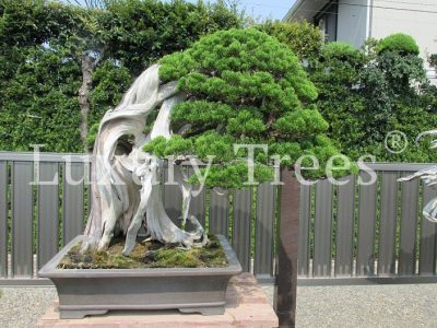 juniperus-bonsai-meisterwerk juniperus-bonsai-meisterwerk
