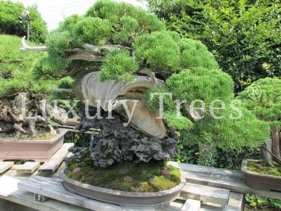 juniperus-meisterwerk-bonsai juniperus-meisterwerk-bonsai