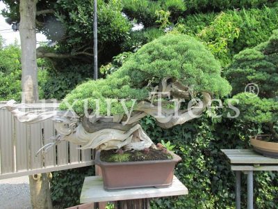 juniperus-meisterwerk juniperus-meisterwerk