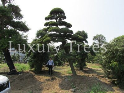 pinus-parviflora-10-meter-bonsai
