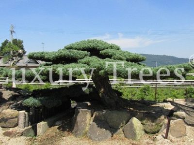 pinus-parviflora-500000-euro-705x423