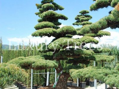 pinus-parviflora-bonsai