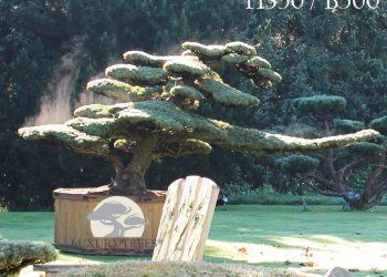 pinus-parviflora-glauca-pinus-pinus-pentaphylla-bonsai-maedchenkiefer-luxurytrees.jpg
