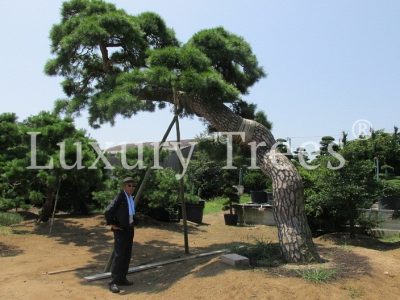 pinus-thunbergii-aelteste-bonsai