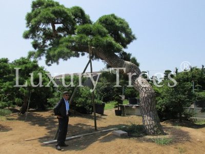pinus-thunbergii-aelteste-bonsai pinus-thunbergii-aelteste-bonsai