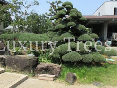 pinus-thunbergii-bonsai-800-jahre-alt-705×423 pinus-thunbergii-bonsai-800-jahre-alt-705x423