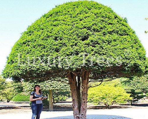 sichtschutz-garten-pflanzen-bäume-immergrün-blickdicht-1 sichtschutz-garten-pflanzen-bäume-immergrün-blickdicht-1