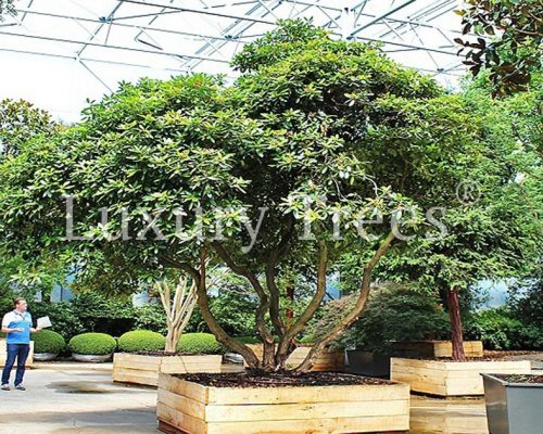 sichtschutz-garten-pflanzen-bäume-immergrün-blickdicht-8 sichtschutz-garten-pflanzen-bäume-immergrün-blickdicht-8