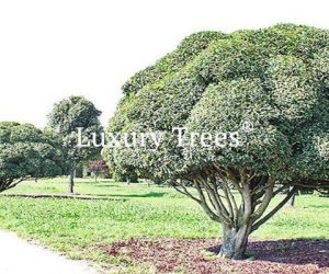 sichtschutz-garten-pflanzen-bäume-immergrün-blickdicht-hoch-3-495x400