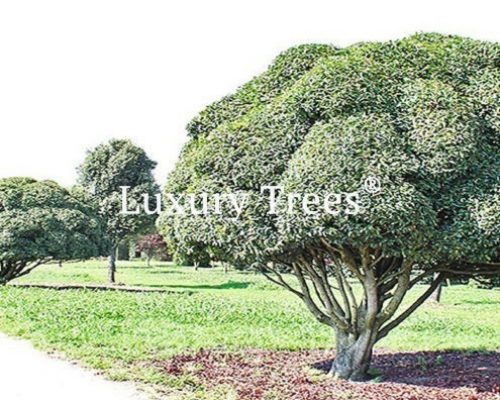 sichtschutz-garten-pflanzen-bäume-immergrün-blickdicht-hoch-3-495x400