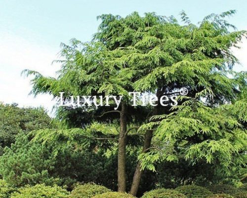 sichtschutz-garten-pflanzen-bäume-immergrün-blickdicht-hoch-495x400