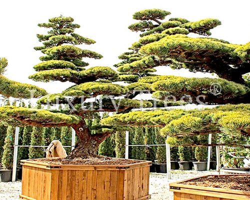 sichtschutz-garten-pflanzen-bäume-immergrün-blickdicht-mobiler-sichtschutz sichtschutz-garten-pflanzen-bäume-immergrün-blickdicht-mobiler-sichtschutz