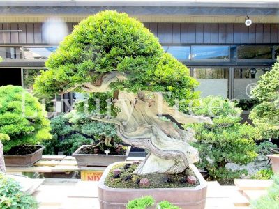 taxus-cuspidata taxus-cuspidata